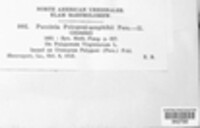 Puccinia polygoni-amphibii image